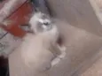 Filhote abandonada