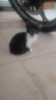 Filhote abandonado