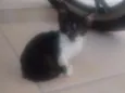 Filhote abandonado