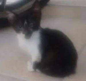 Gato raça SRD idade 2 a 6 meses nome Filhote abandonado