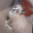 Filhote abandonada