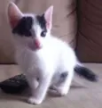 gatinhos fofos