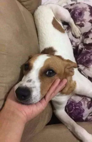 Cachorro raça Vira-Lata idade 2 a 6 meses nome Aruna