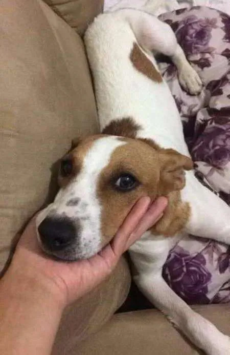 Cachorro ra a Vira-Lata idade 2 a 6 meses nome Aruna