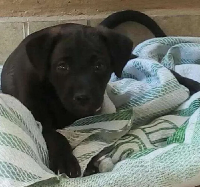 Cachorro ra a Sem Raça idade 2 a 6 meses nome Sem nome
