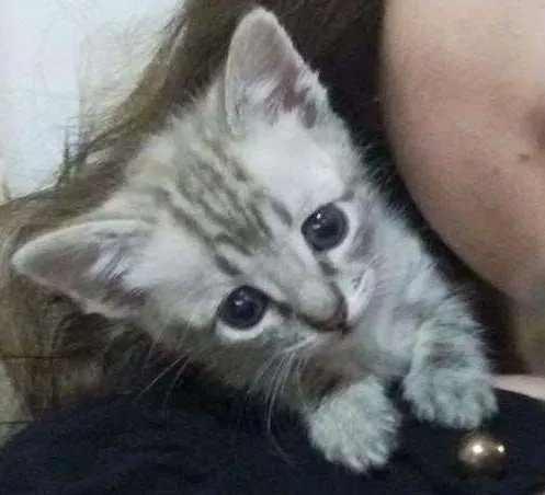 Gato ra a  idade Abaixo de 2 meses nome Sem nome