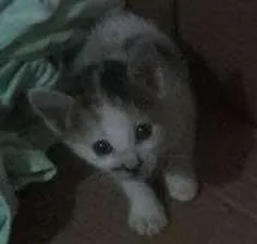 Gato raça Vira lata idade Abaixo de 2 meses nome Biscoito