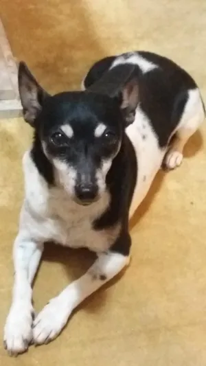 Cachorro raça Fox paulistinha  idade 6 ou mais anos nome Jolie