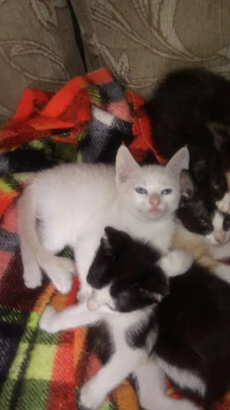 Gato ra a indefinidade idade Abaixo de 2 meses nome não escolhi o nome