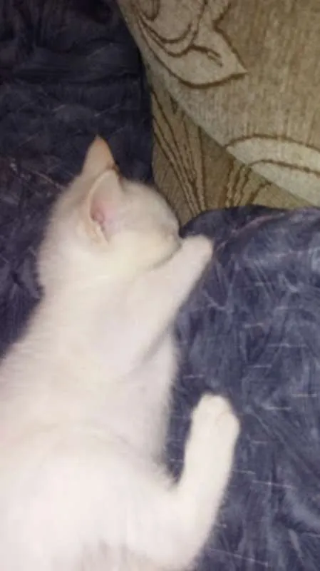 Gato ra a indefinidade idade Abaixo de 2 meses nome não escolhi o nome