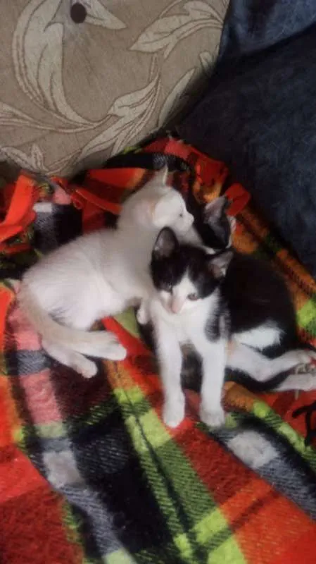 Gato ra a indefinidade idade Abaixo de 2 meses nome não escolhi o nome