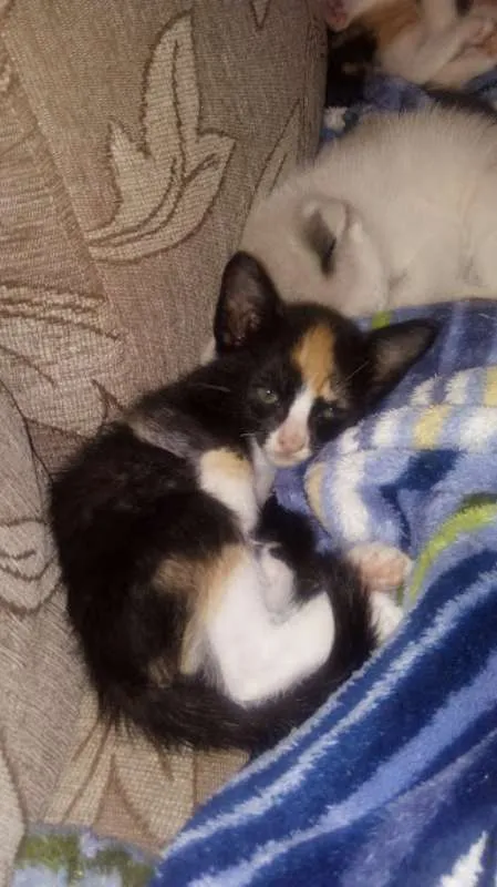 Gato ra a indefinidade idade Abaixo de 2 meses nome não escolhi o nome
