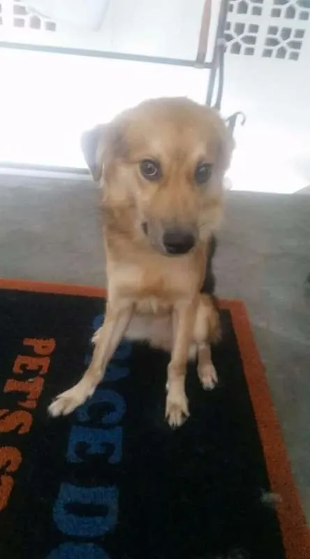 Cachorro ra a SRD idade 1 ano nome Ruffles