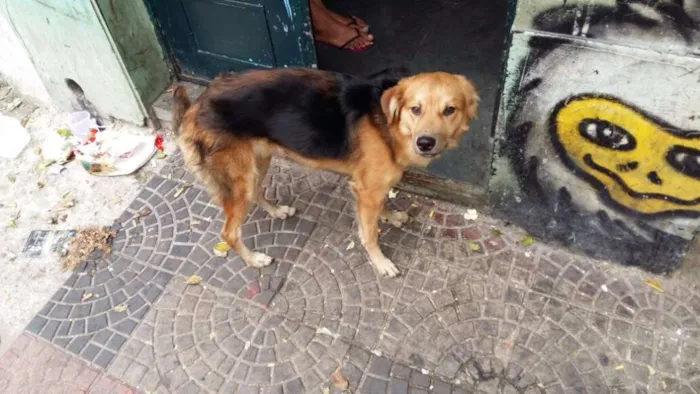 Cachorro ra a SRD idade 1 ano nome Ruffles