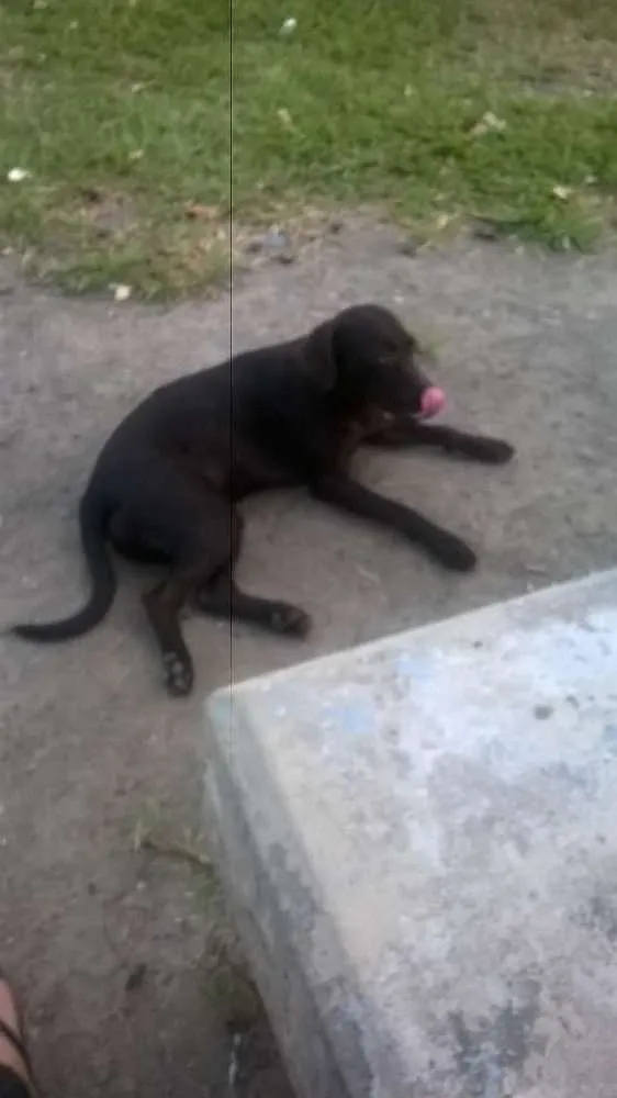Cachorro ra a Mistura com labrador idade 2 a 6 meses nome Safira