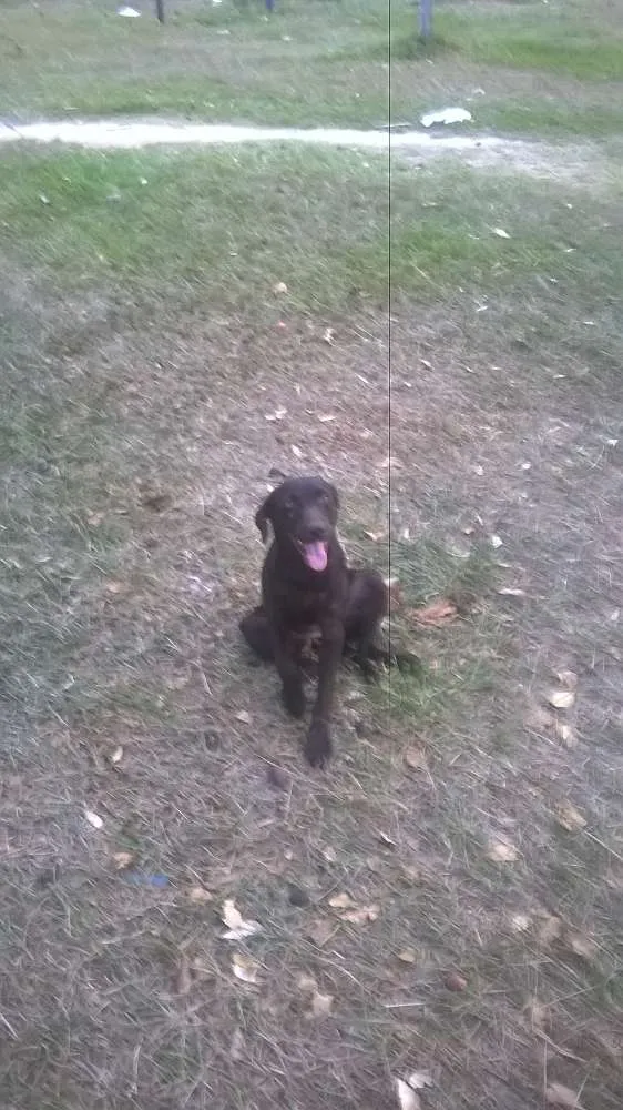 Cachorro ra a Mistura com labrador idade 2 a 6 meses nome Safira