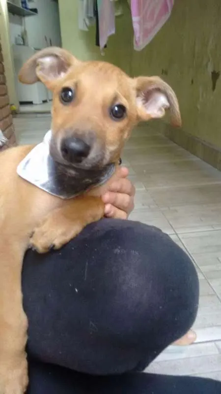 Cachorro ra a Sem Raça Definida idade 2 a 6 meses nome Romeu
