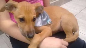 Cachorro raça Sem Raça Definida idade 2 a 6 meses nome Romeu