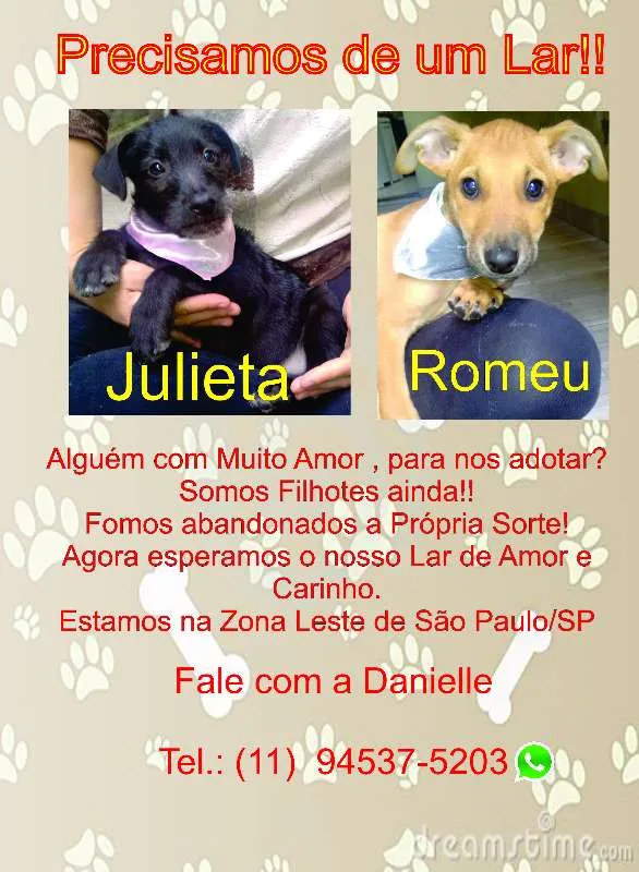 Cachorro ra a Sem Raça Definida idade 2 a 6 meses nome Romeu