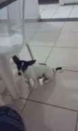 Duk