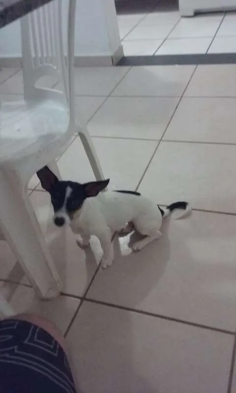 Cachorro ra a Pinscher/vilalata idade 7 a 11 meses nome Duk