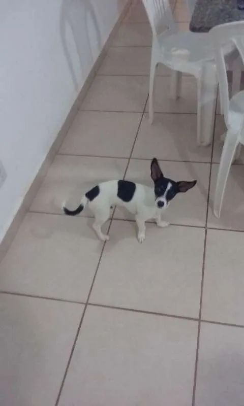 Cachorro ra a Pinscher/vilalata idade 7 a 11 meses nome Duk