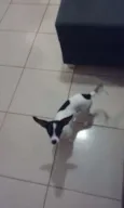 Duk