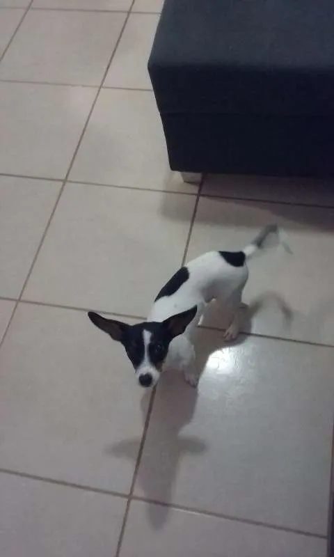 Cachorro ra a Pinscher/vilalata idade 7 a 11 meses nome Duk