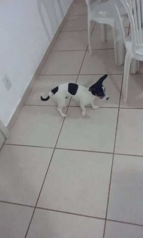 Cachorro ra a Pinscher/vilalata idade 7 a 11 meses nome Duk
