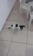 Duk