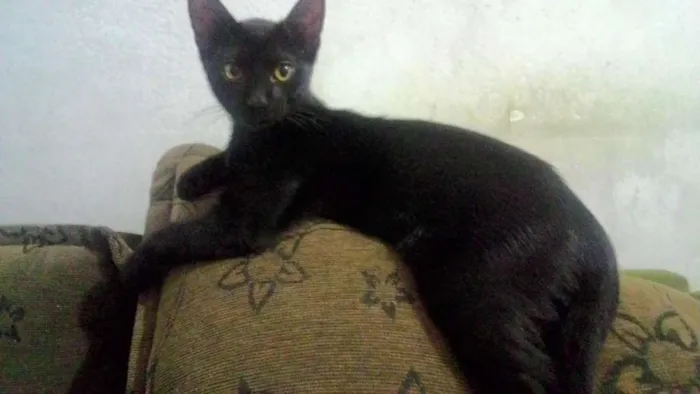 Gato raça  idade 2 a 6 meses nome Pistolinha e Muçum