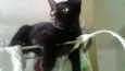 Pistolinha e Muçum