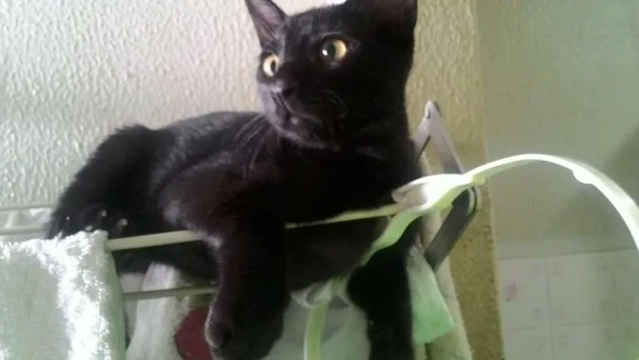 Gato raça  idade 2 a 6 meses nome Pistolinha e Muçum