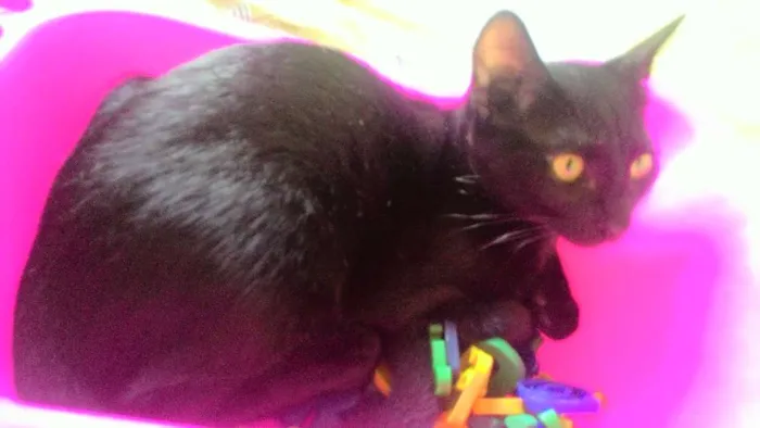 Gato raça  idade 2 a 6 meses nome Pistolinha e Muçum
