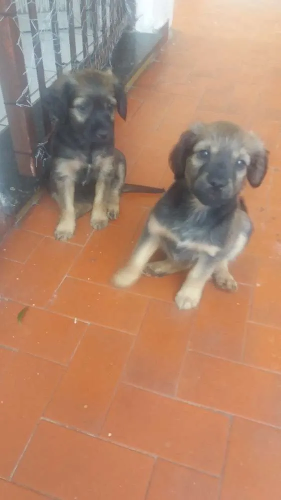 Cachorro ra a Vira lata idade 2 a 6 meses nome Sem nome