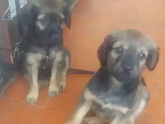 Cachorro ra a Vira lata idade 2 a 6 meses nome Sem nome