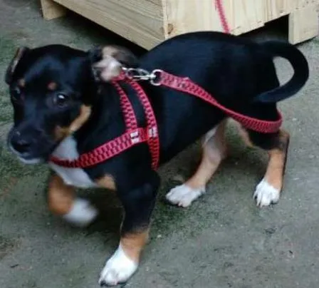 Cachorro ra a pincher+viralata idade 2 a 6 meses nome Pingo