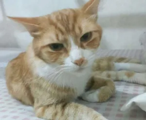 Gato raça SRD idade 1 ano nome Tobias