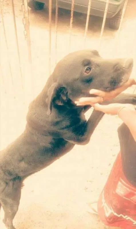 Cachorro ra a DALMATA COM ROTWAILLER idade 4 anos nome PANTERA