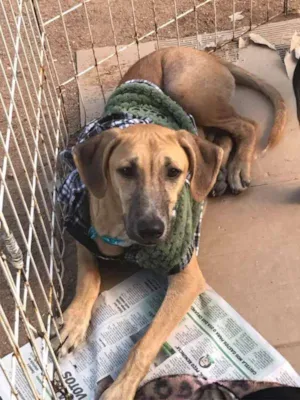 Cachorro raça SRD idade 7 a 11 meses nome Magrelo