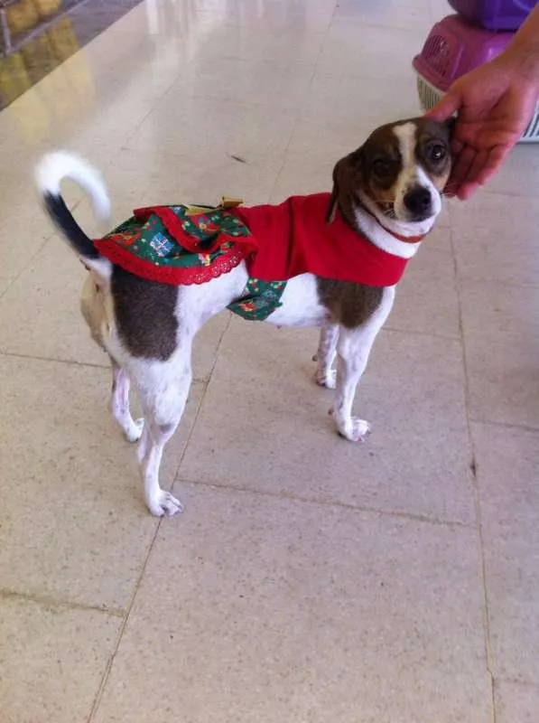 Cachorro ra a srd idade 1 ano nome menina