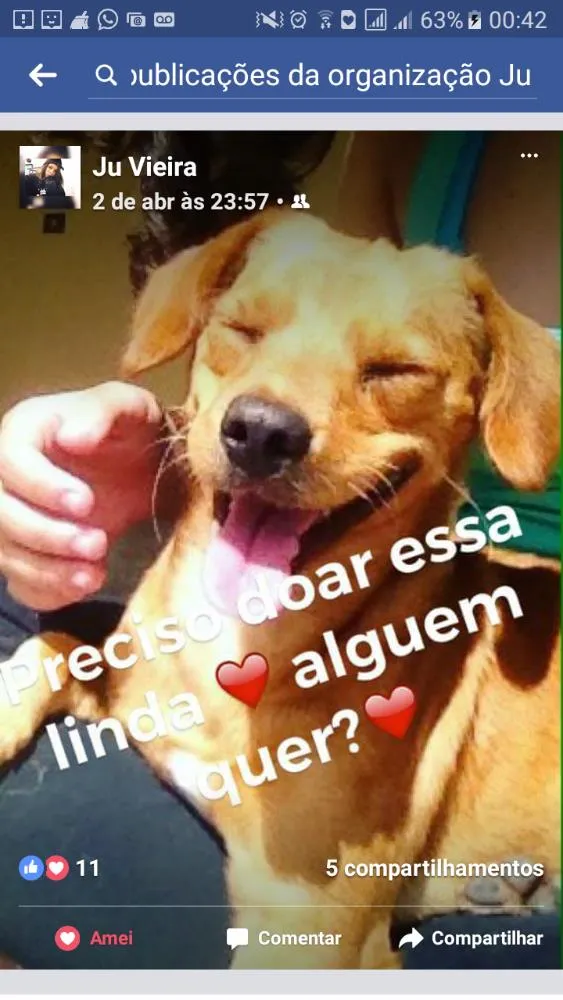 Cachorro raça Sem raça idade  nome Chamamos de Mel