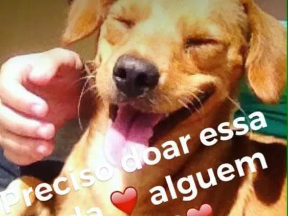 Cachorro raça Sem raça idade  nome Chamamos de Mel
