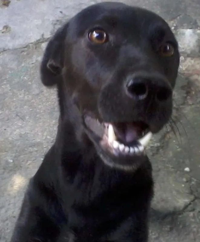 Cachorro ra a Vira-Lata idade 3 anos nome Suzy