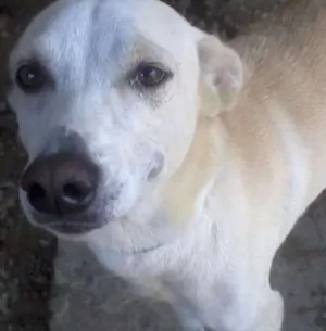 Cachorro raça Vira-Lata idade 5 anos nome Justin