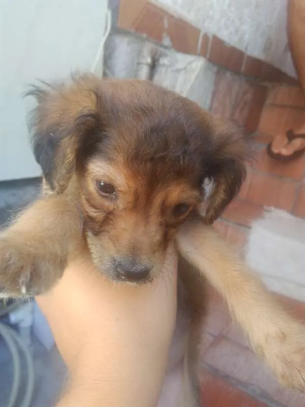 Cachorro ra a Vira-lata idade 2 a 6 meses nome Chulé