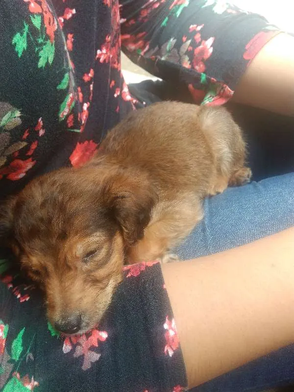 Cachorro ra a Vira-lata idade 2 a 6 meses nome Chulé