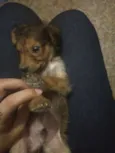 Chulé