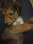 Chulé