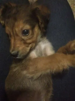 Cachorro raça Vira-lata idade 2 a 6 meses nome Chulé